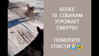 СОБАКИ РВУТ ДРУГ ДРУГА НА КУСКИ!!! НЕОБХОДИМА СРОЧНАЯ СТЕРИЛИЗАЦИЯ!!! ПРОСИМ О ПОМОЩИ🙏🏻😰