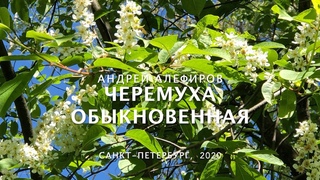 Черемуха обыкновенная. Алефиров А.Н.