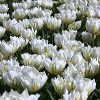 Тюльпан ап вайт. Ап вайт (up white) тюльпан. Вайт ап. Тюльпан маунт такома tulipa mount tacoma. Вайт ап.