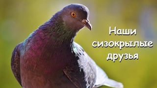 НАШИ СИЗОКРЫЛЫЕ ДРУЗЬЯ